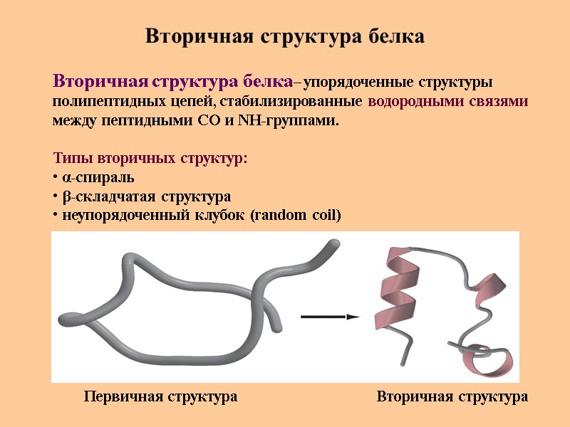 Вторичная структура белка Вторичная структура белка– упорядоченные структуры  полипептидных цепей, стабилизированные водородными связями